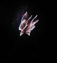 Butterfly_medium.jpg (11811 bytes)
