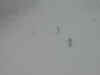 Whiteout3.jpg (9161 bytes)